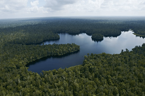 Memulihkan Ekosistem di Semenanjung Kampar, Riau