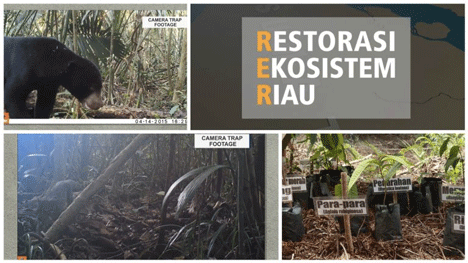 Tahap Pemulihan Ekosistem di Semenanjung Kampar, Riau